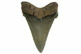 Serrated Angustidens Tooth - Megalodon Ancestor #321701-1